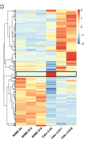 Heatmap using pheatmap in R