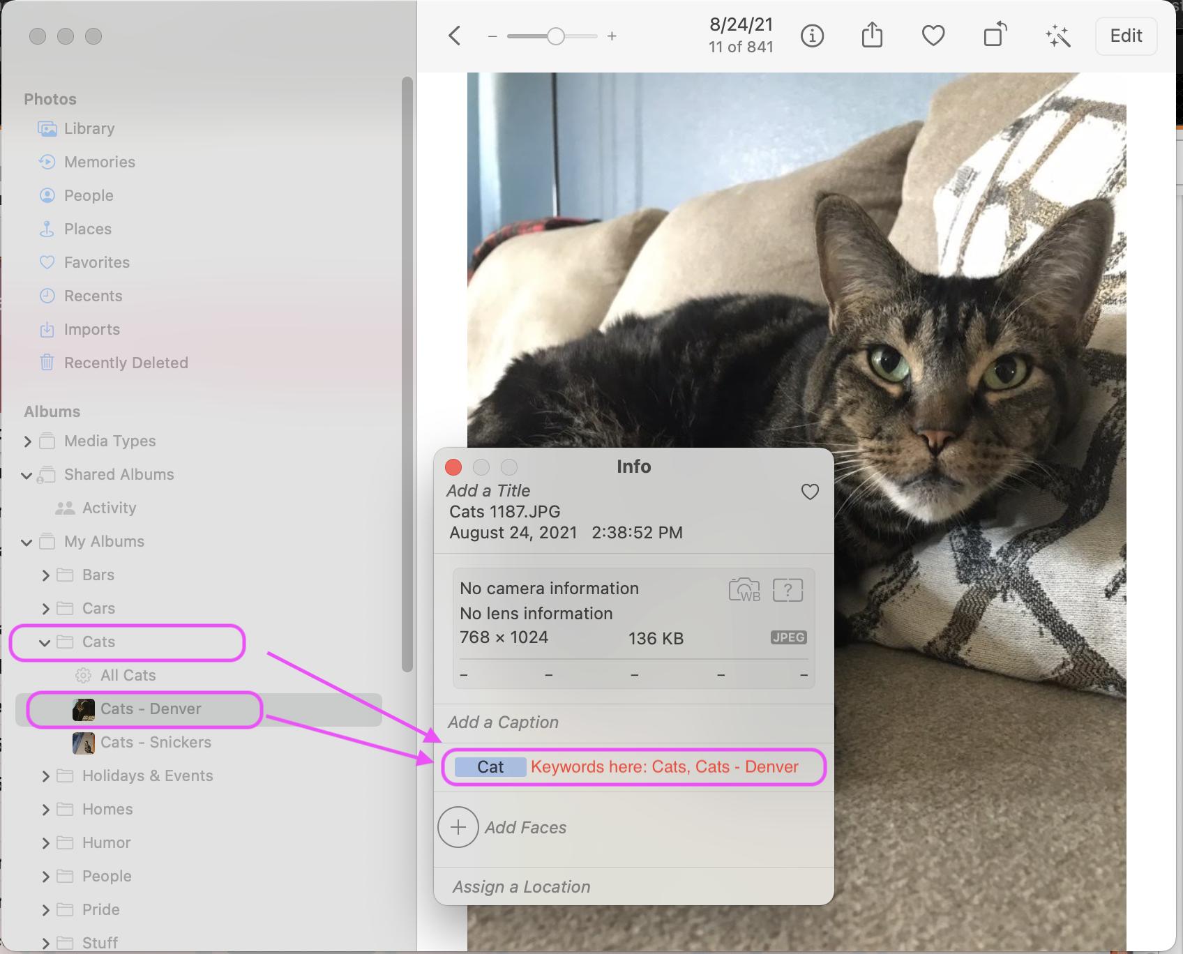 Cat in Photos app with keyword injection 