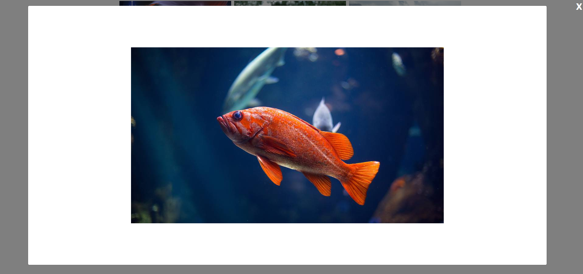 modal with white background