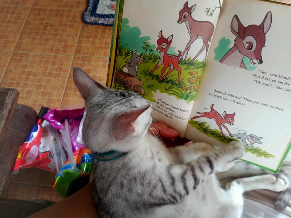 The cat watching for deer behindes