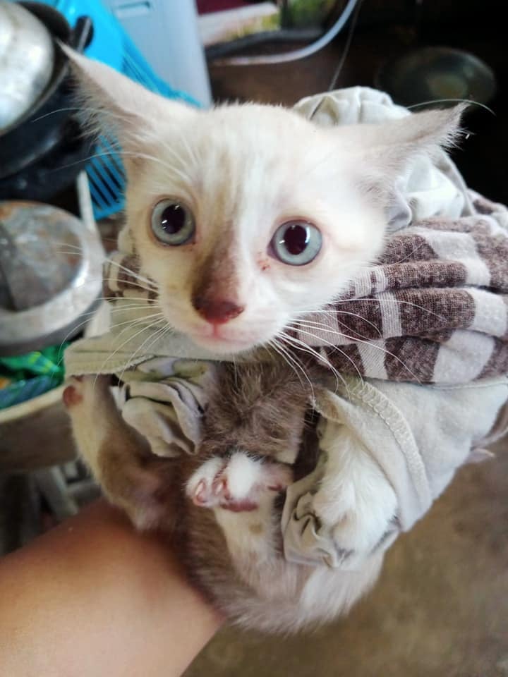 My cat also insists
