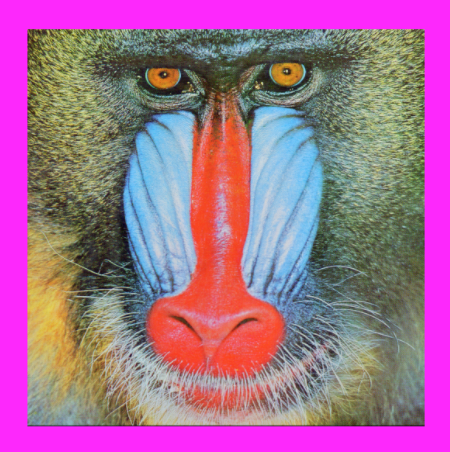 magenta mandrill1