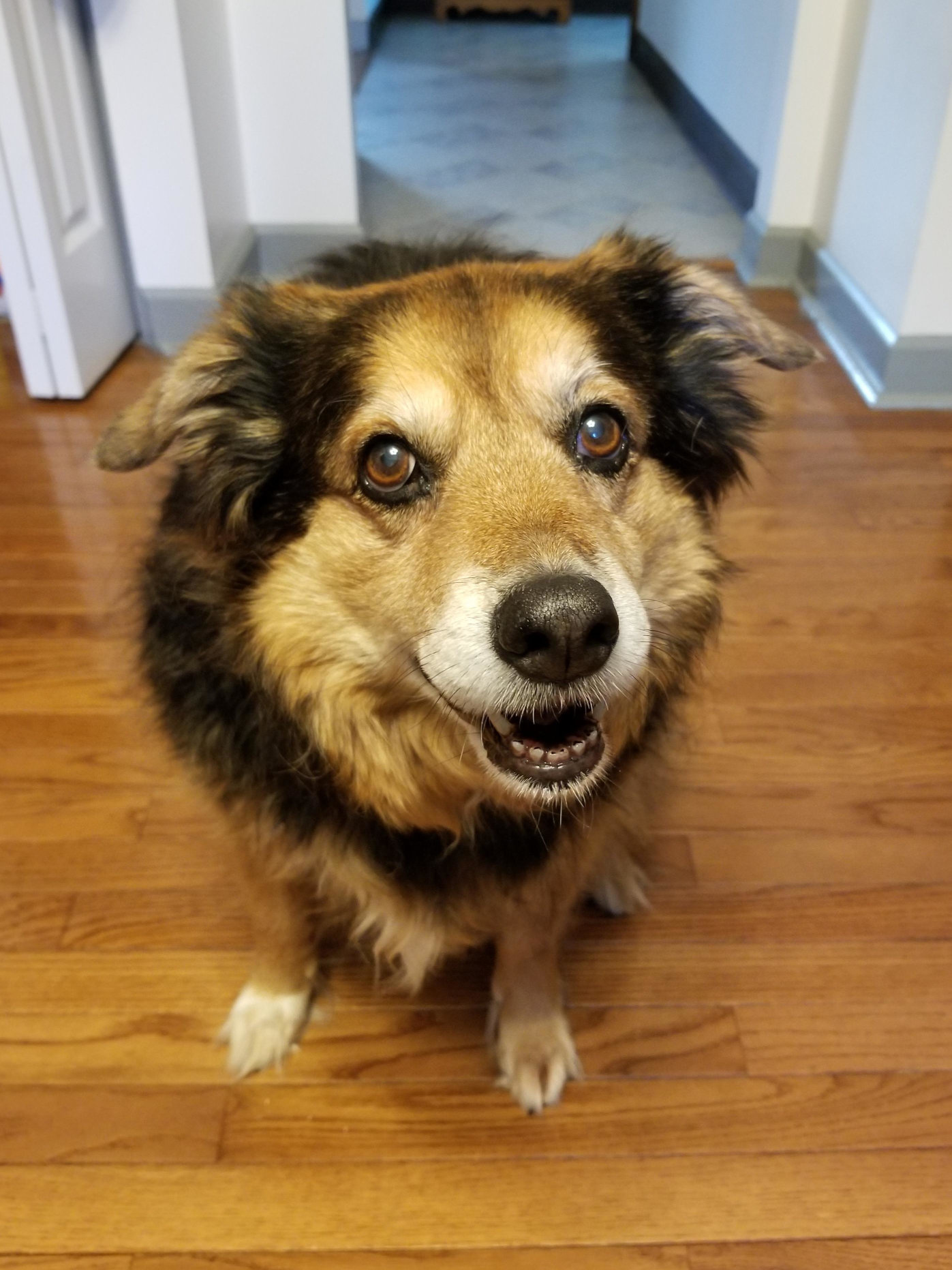 A dog on a wooden floor